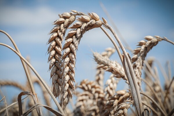Ukraine 2026 Wheat Export Futures Prices Fall