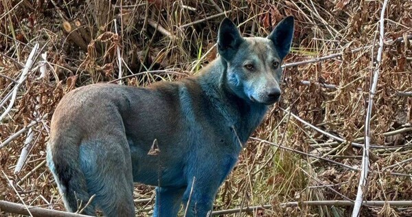 Ukrainian company reveals reason for blue dogs in Chernobyl